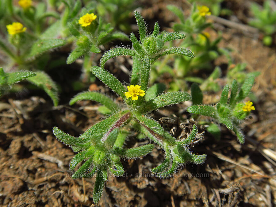 least tarweed (Hemizonella minima (Madia minima)) [Whychus Canyon Preserve, Deschutes County, Oregon]