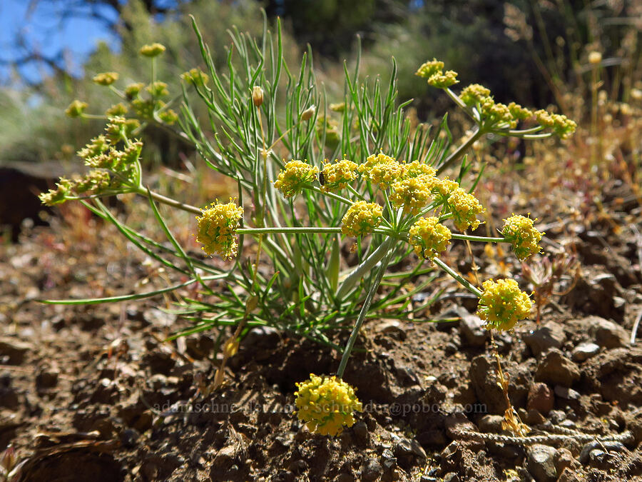 nine-leaf desert parsley (Lomatium brevifolium (Lomatium triternatum var. brevifolium)) [Whychus Canyon Preserve, Deschutes County, Oregon]