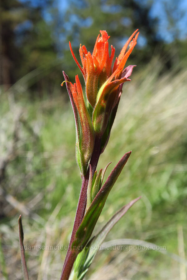 Peck's paintbrush (Castilleja peckiana) [Whychus Canyon Preserve, Deschutes County, Oregon]