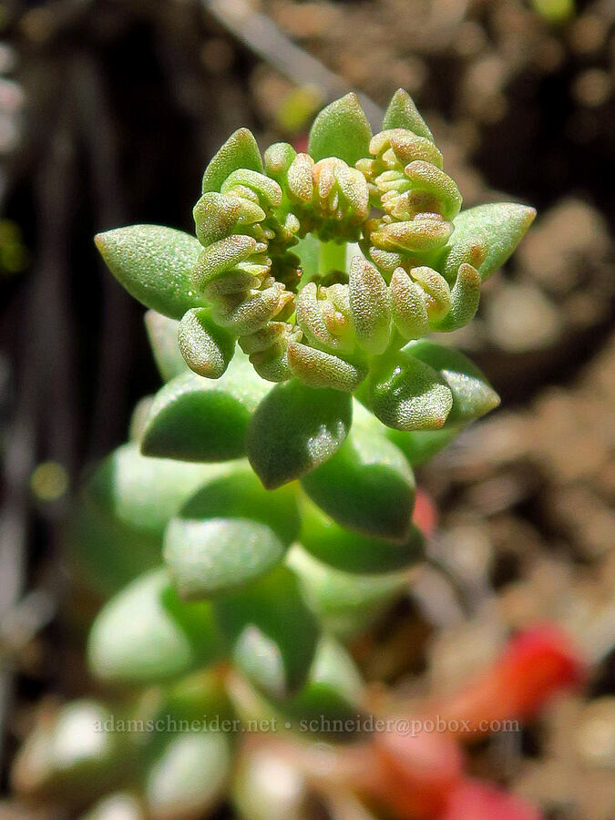 Leiberg's stonecrop, budding (Sedum leibergii) [Whychus Canyon Preserve, Deschutes County, Oregon]