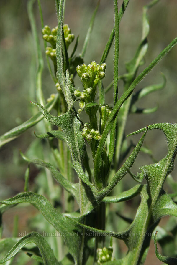 taper-tip hawksbeard, budding (Crepis acuminata) [Whychus Canyon Preserve, Deschutes County, Oregon]