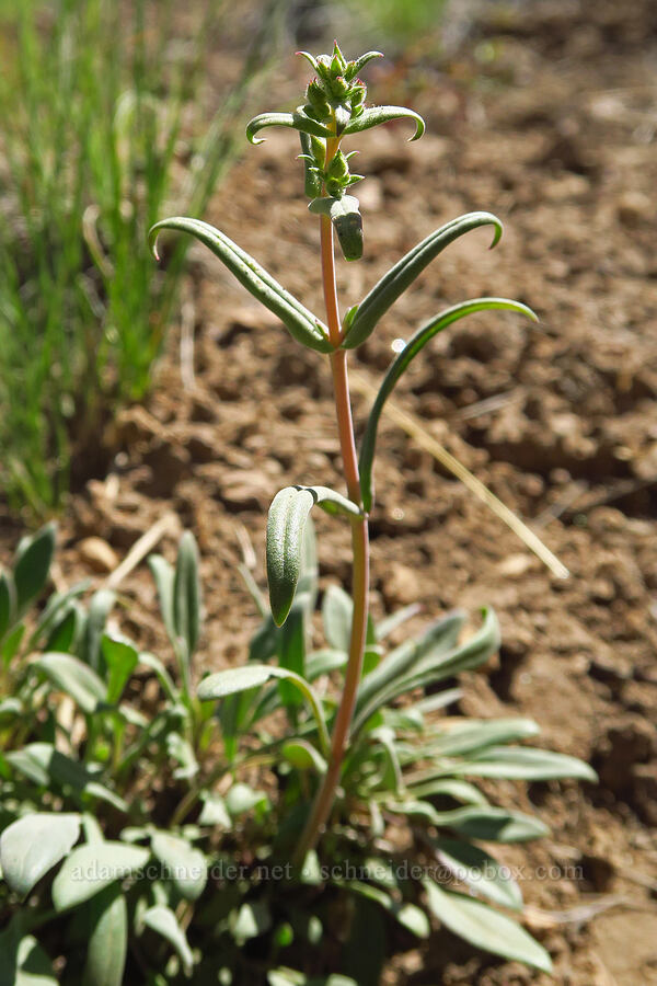 lowly penstemon, budding (Penstemon humilis) [Whychus Canyon Preserve, Deschutes County, Oregon]