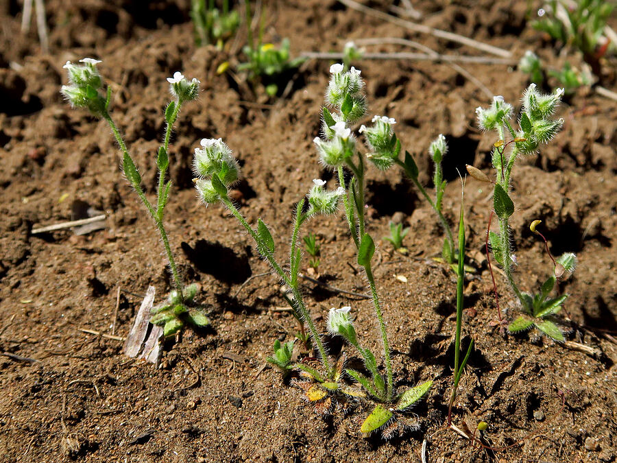 cryptantha or popcorn flower [Whychus Canyon Preserve, Deschutes County, Oregon]