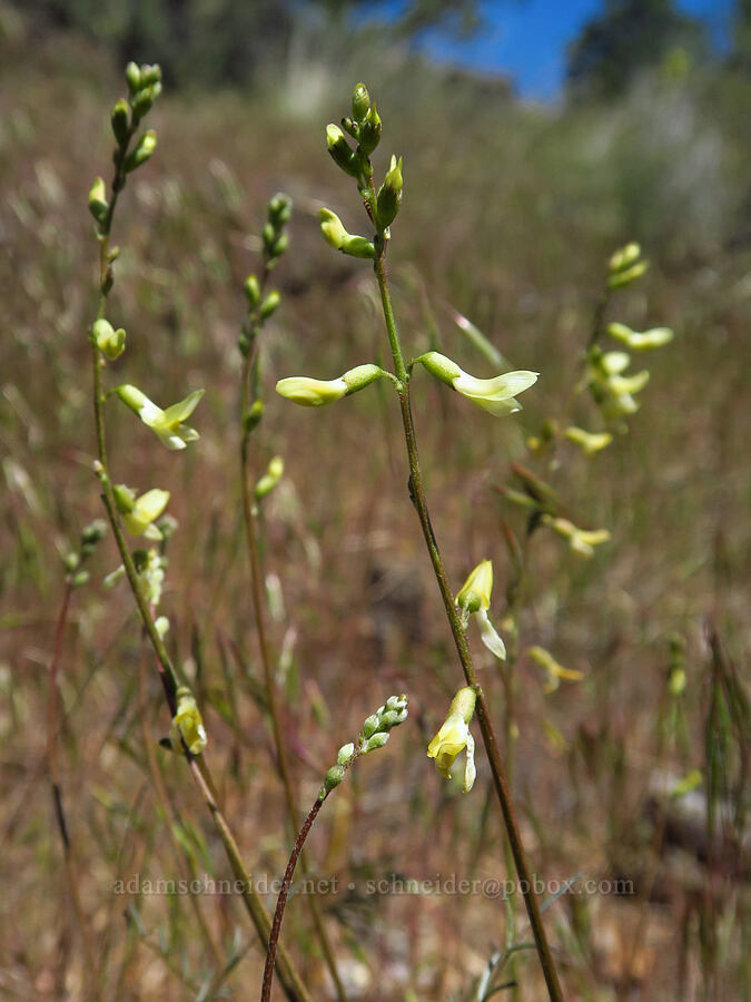 thread-stalk milk-vetch (Astragalus filipes) [Steamboat Rock, Deschutes County, Oregon]