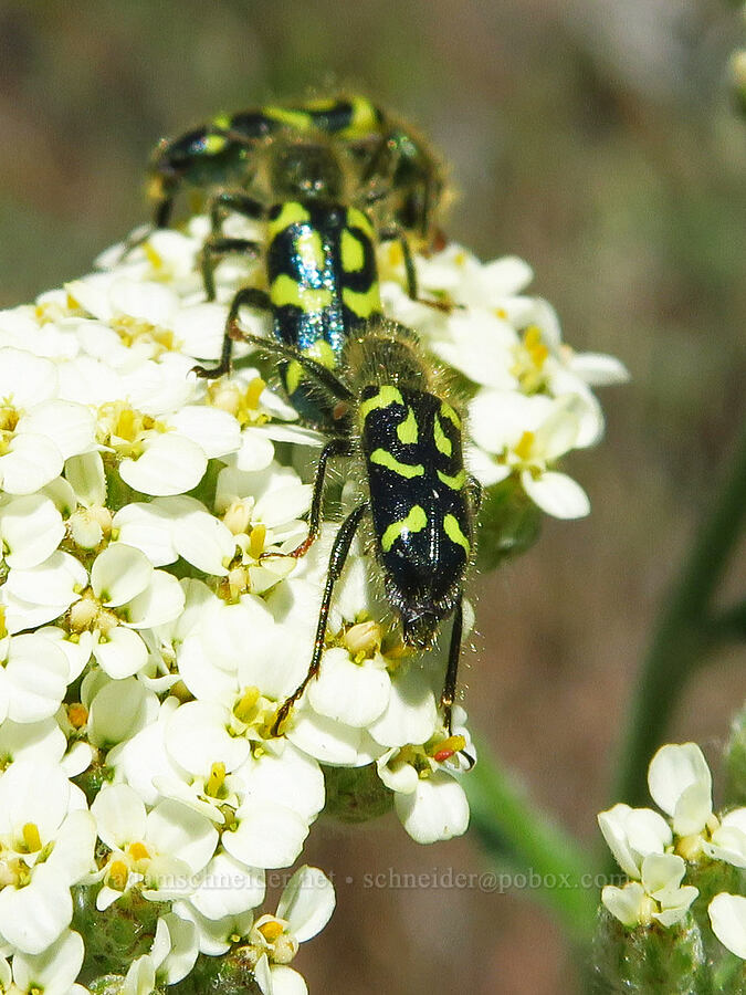 ornate checkered beetles on yarrow (Trichodes ornatus, Achillea millefolium) [Steamboat Rock, Deschutes County, Oregon]