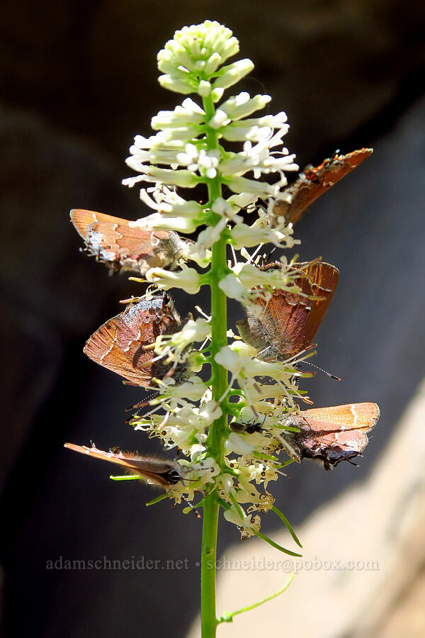 juniper hairstreak butterflies on cut-leaf thelypody (Callophrys gryneus, Thelypodium laciniatum) [Steamboat Rock, Deschutes County, Oregon]