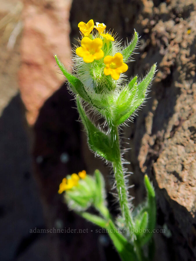 fiddleneck (Amsinckia menziesii) [Steamboat Rock, Deschutes County, Oregon]