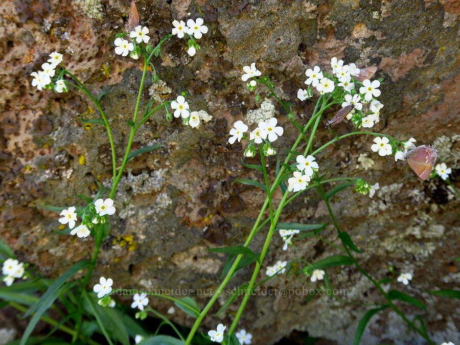 Cotton's stickseed (Hackelia diffusa var. cottonii) [Steamboat Rock, Deschutes County, Oregon]