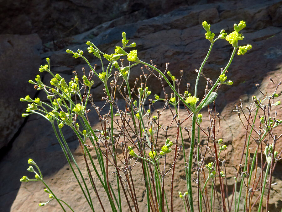 Blue Mountain buckwheat (Eriogonum strictum var. anserinum) [Steamboat Rock, Deschutes County, Oregon]