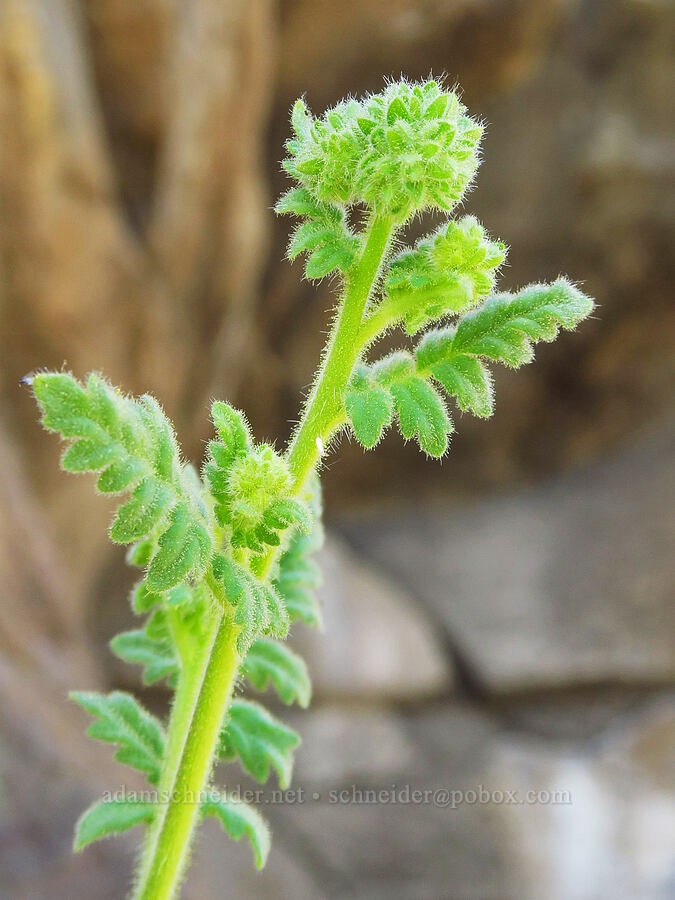 branching phacelia, budding (Phacelia ramosissima) [Steamboat Rock, Deschutes County, Oregon]