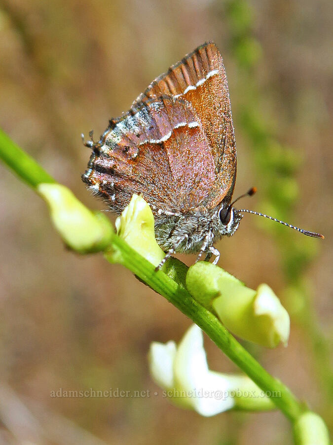 juniper hairstreak butterfly on thread-stalk milk-vetch (Callophrys gryneus, Astragalus filipes) [Steelhead Falls Trail, Jefferson County, Oregon]