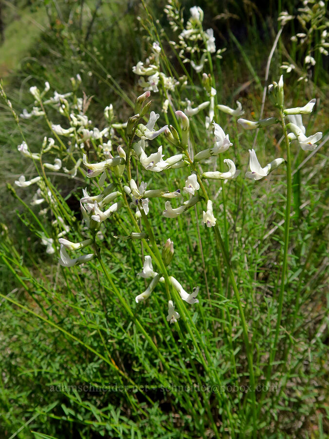 Idaho milk-vetch (Astragalus conjunctus) [Steelhead Falls Trail, Jefferson County, Oregon]