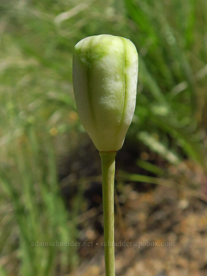 yellow bells seed capsule (Fritillaria pudica) [Steelhead Falls Trail, Jefferson County, Oregon]