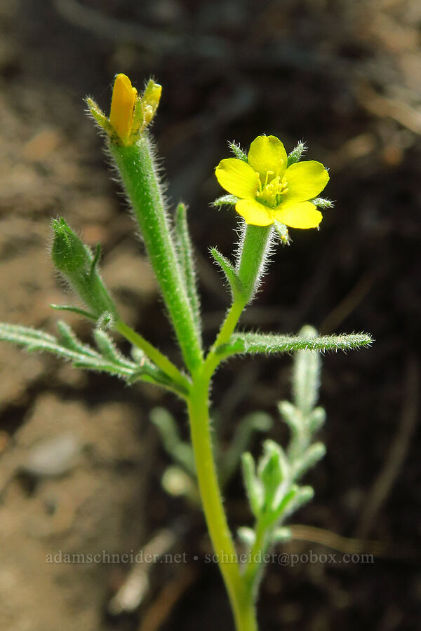 white-stem blazing-star (Mentzelia albicaulis) [Steelhead Falls Trail, Jefferson County, Oregon]