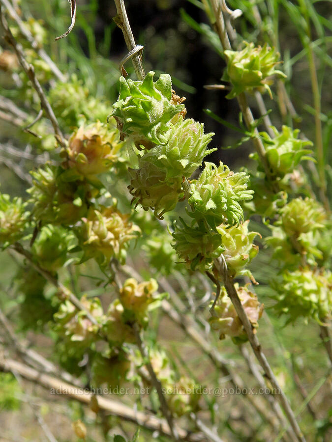 fruit fly galls on green rabbit-brush (Aciurina idahoensis, Chrysothamnus viscidiflorus (Ericameria viscidiflora)) [Steelhead Falls Trail, Jefferson County, Oregon]