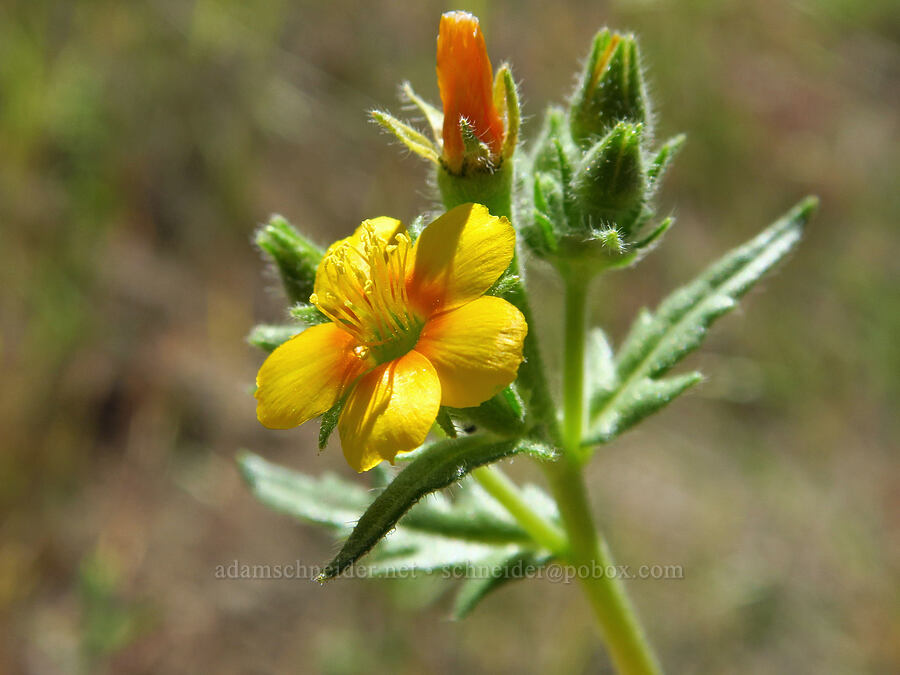 Veatch's blazing-star (Mentzelia veatchiana) [Steelhead Falls Trail, Jefferson County, Oregon]