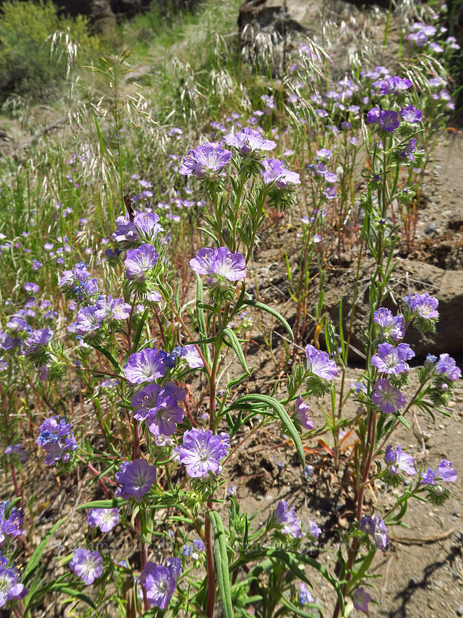 thread-leaf phacelia (Phacelia linearis) [Steelhead Falls Trail, Jefferson County, Oregon]