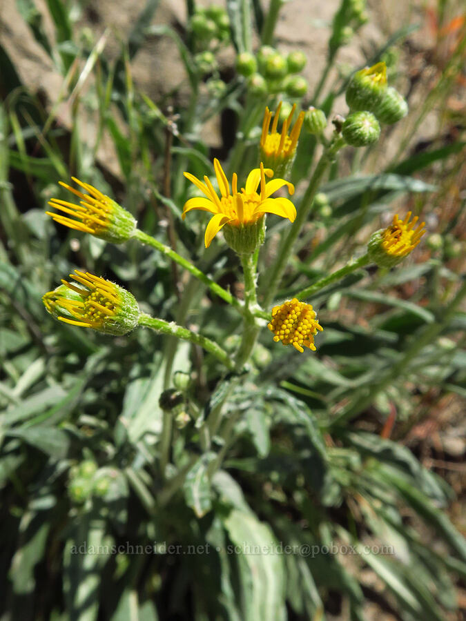 woolly groundsel (Packera cana (Senecio canus)) [Steelhead Falls Trail, Jefferson County, Oregon]