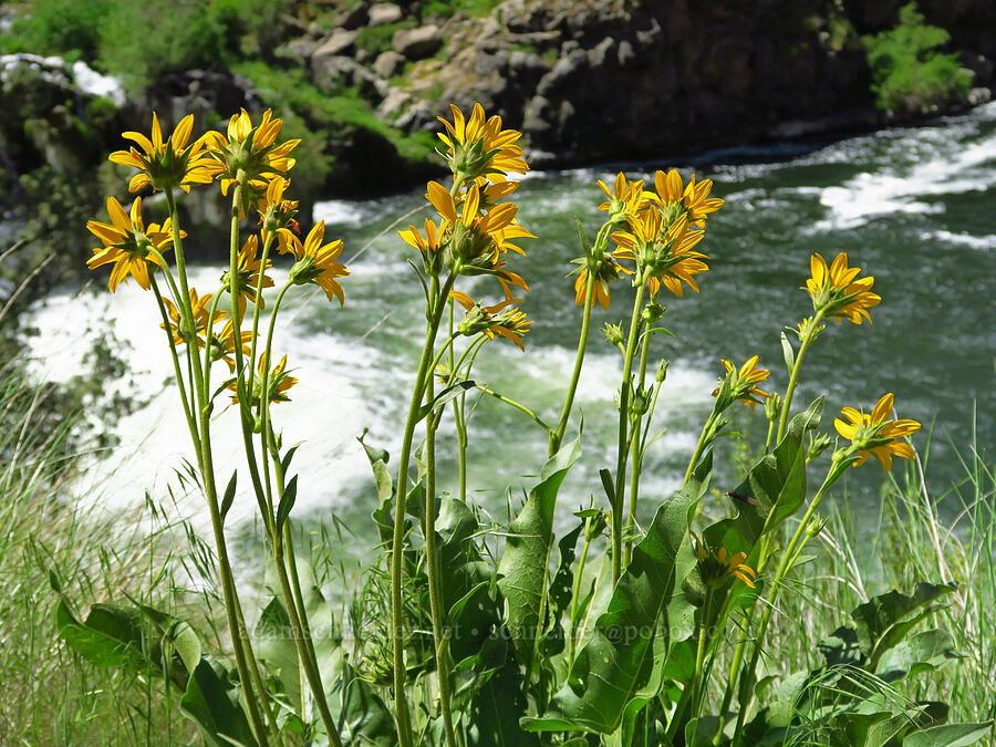 Carey's balsamroot (Balsamorhiza careyana) [Steelhead Falls Trail, Jefferson County, Oregon]