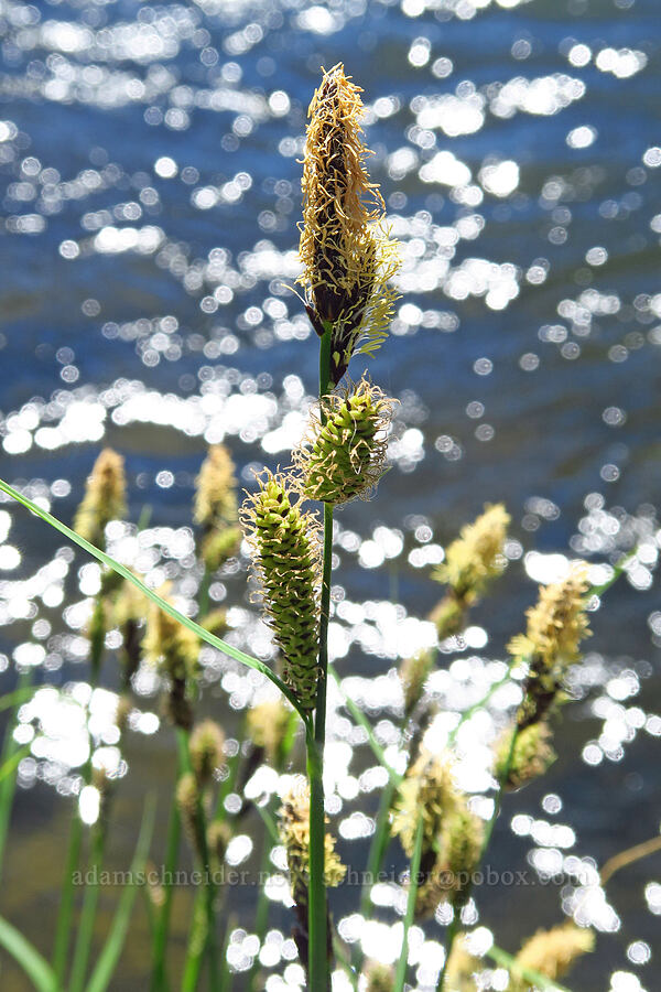 sedge (Carex sp.) [Steelhead Falls Trail, Jefferson County, Oregon]