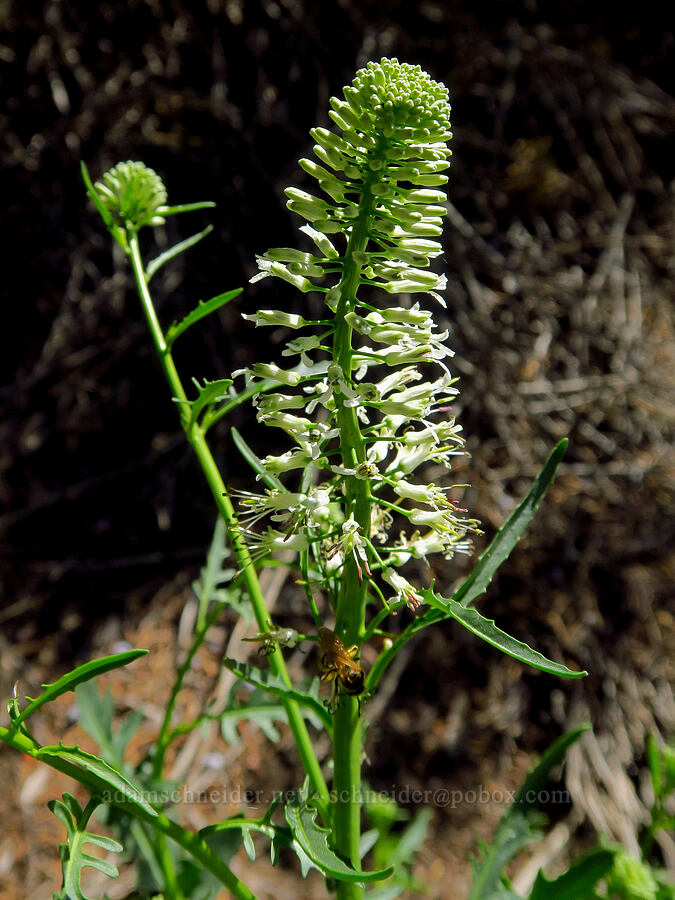 cut-leaf thelypody (Thelypodium laciniatum) [Steelhead Falls Trail, Jefferson County, Oregon]