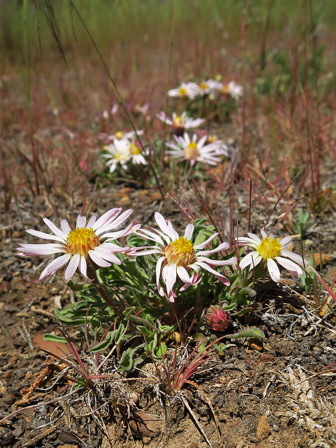 showy townsendia (Townsendia florifer (Townsendia florifera)) [Scout Camp Trail, Jefferson County, Oregon]