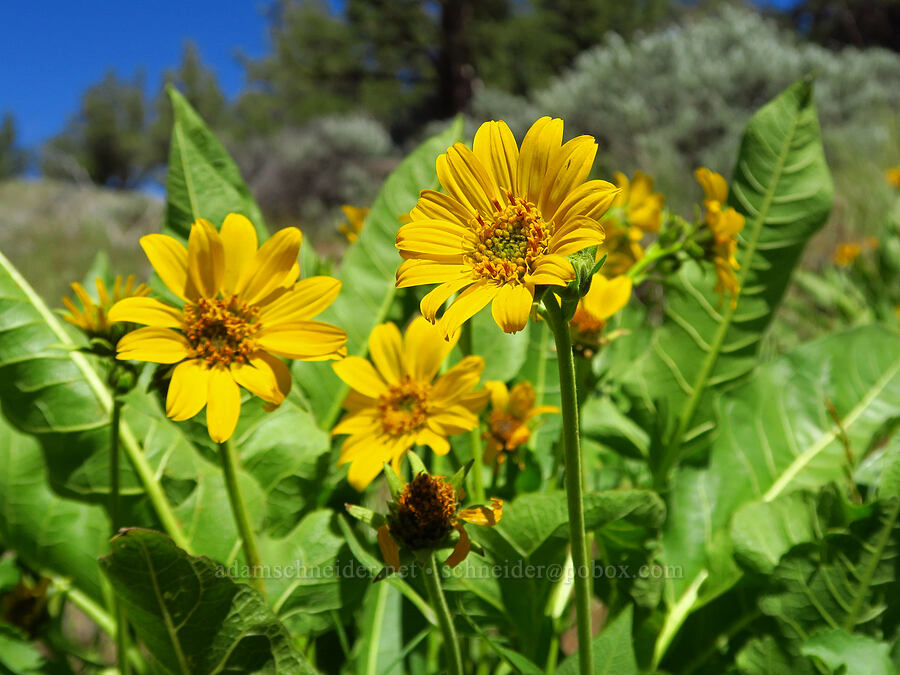 Carey's balsamroot (Balsamorhiza careyana) [Scout Camp Trail, Jefferson County, Oregon]