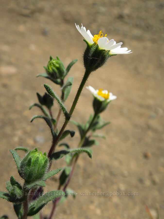 white tidy-tips (Layia glandulosa) [Scout Camp Trail, Deschutes Canyon-Steelhead Falls WSA, Jefferson County, Oregon]