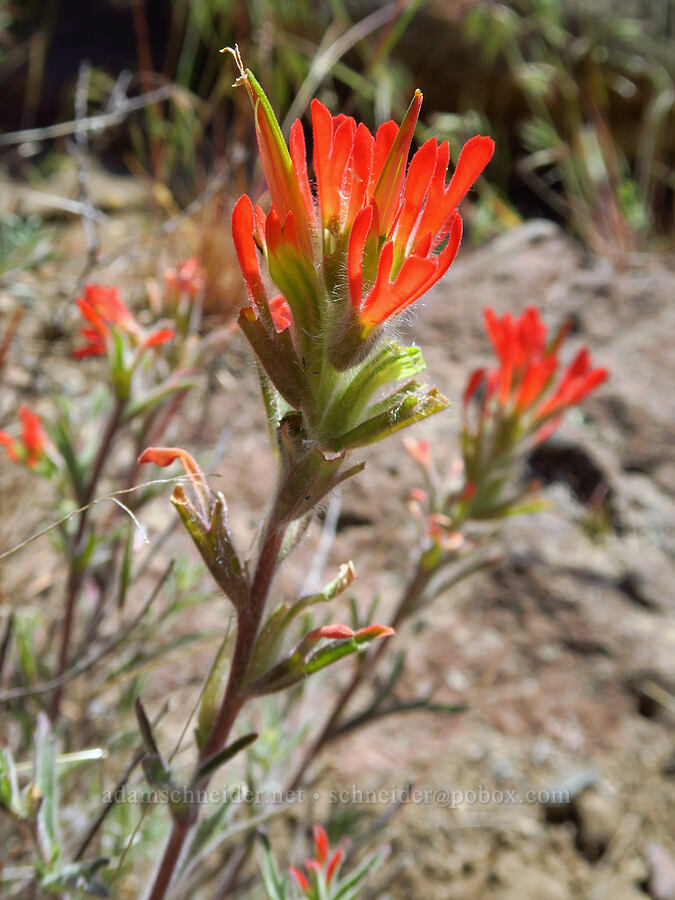 desert paintbrush (Castilleja chromosa) [Scout Camp Trail, Deschutes Canyon-Steelhead Falls WSA, Jefferson County, Oregon]