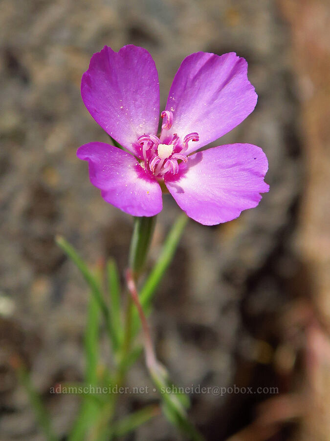 slender clarkia (Clarkia gracilis) [Scout Camp Trail, Deschutes Canyon-Steelhead Falls WSA, Jefferson County, Oregon]