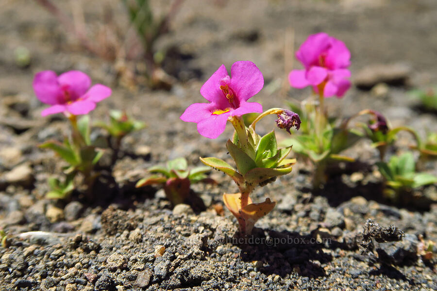 Deschutes monkeyflower (Diplacus deschutesensis (Mimulus cusickii)) [Scout Camp Trail, Deschutes Canyon-Steelhead Falls WSA, Jefferson County, Oregon]