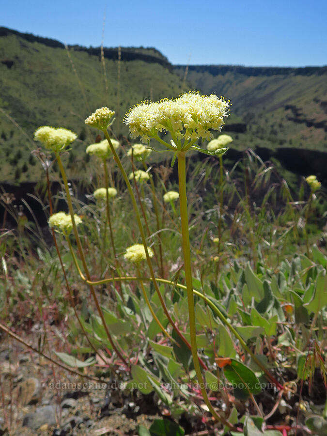 heart-leaf buckwheat (Eriogonum compositum) [Scout Camp Trail, Deschutes Canyon-Steelhead Falls WSA, Jefferson County, Oregon]