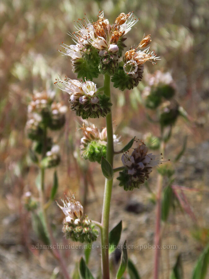 varied-leaf phacelia (Phacelia heterophylla) [Scout Camp Trail, Deschutes Canyon-Steelhead Falls WSA, Jefferson County, Oregon]