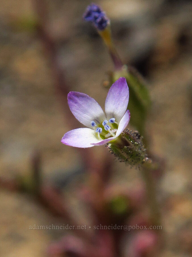 Modoc gilia (Gilia modocensis) [Scout Camp Trail, Deschutes Canyon-Steelhead Falls WSA, Jefferson County, Oregon]