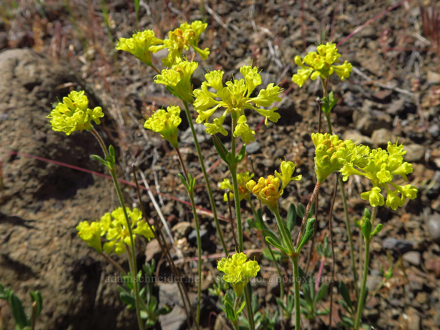 rock buckwheat (Eriogonum sphaerocephalum var. sphaerocephalum) [Scout Camp Trail, Deschutes Canyon-Steelhead Falls WSA, Jefferson County, Oregon]