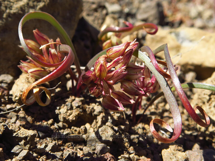 mystery onion, going to seed (Allium sp.) [Scout Camp Trail, Deschutes Canyon-Steelhead Falls WSA, Jefferson County, Oregon]