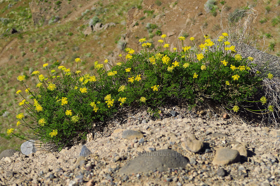 cliff-top turpentine spring-parsley (Cymopterus terebinthinus (Pteryxia terebinthina)) [Scout Camp Trail, Deschutes Canyon-Steelhead Falls WSA, Jefferson County, Oregon]