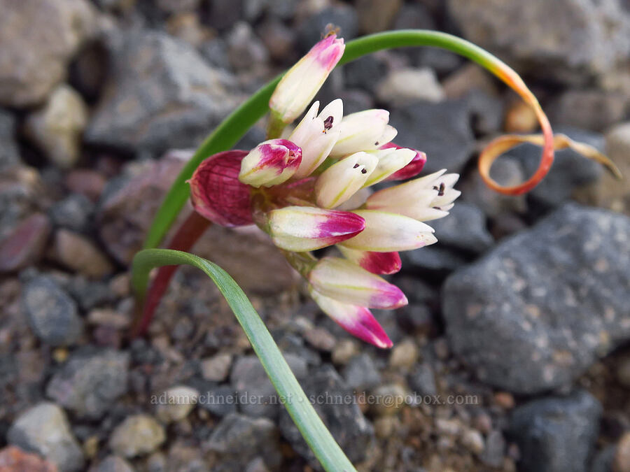 mystery onion (Allium sp.) [Scout Camp Trail, Deschutes Canyon-Steelhead Falls WSA, Jefferson County, Oregon]