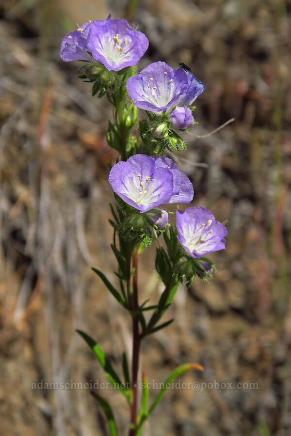 thread-leaf phacelia (Phacelia linearis) [Scout Camp Trail, Deschutes Canyon-Steelhead Falls WSA, Jefferson County, Oregon]