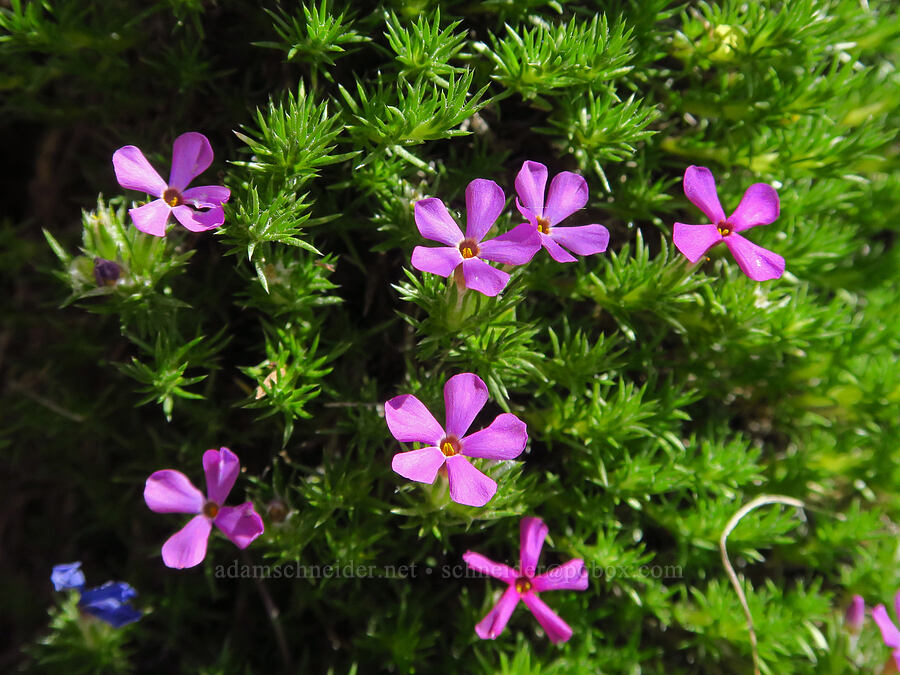 Hood's phlox (Phlox hoodii) [Scout Camp Trail, Deschutes Canyon-Steelhead Falls WSA, Jefferson County, Oregon]