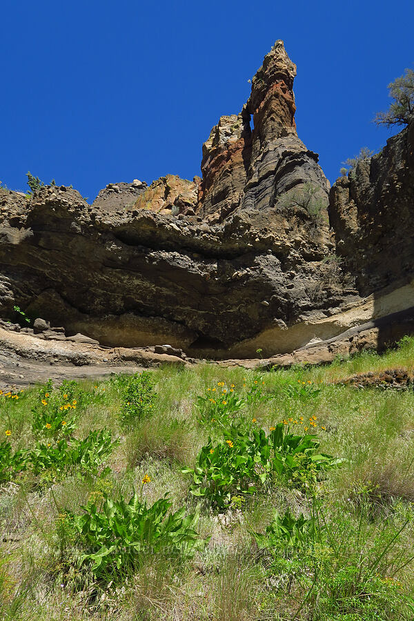 hoodoos & balsamroot (Balsamorhiza careyana) [Scout Camp Trail, Deschutes Canyon-Steelhead Falls WSA, Jefferson County, Oregon]