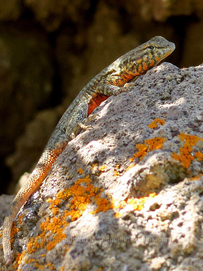 Nevada side-blotched lizard (Uta stansburiana nevadensis) [Scout Camp Trail, Deschutes Canyon-Steelhead Falls WSA, Jefferson County, Oregon]