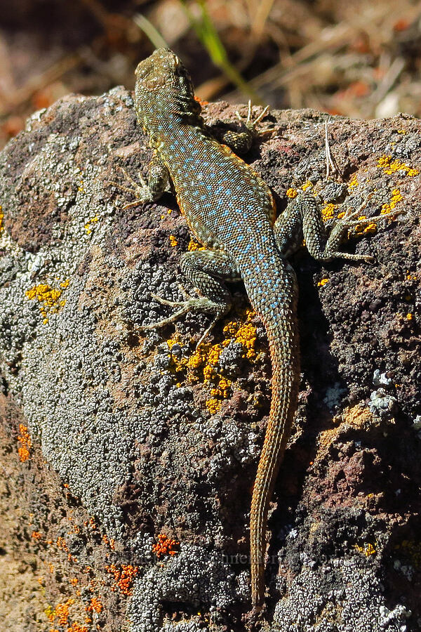 Nevada side-blotched lizard (Uta stansburiana nevadensis) [Scout Camp Trail, Deschutes Canyon-Steelhead Falls WSA, Jefferson County, Oregon]