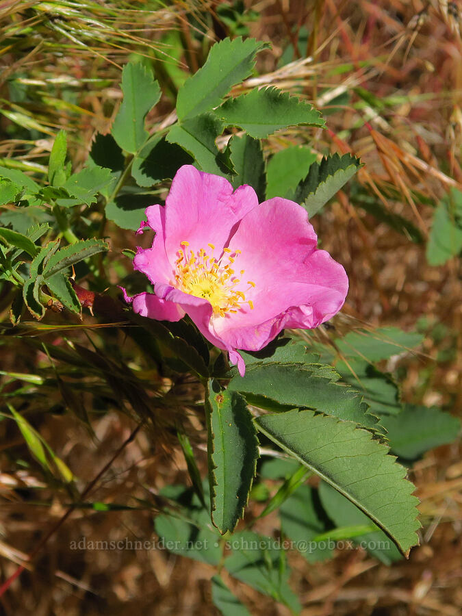 Woods' rose (Rosa woodsii) [Scout Camp Trail, Deschutes Canyon-Steelhead Falls WSA, Jefferson County, Oregon]