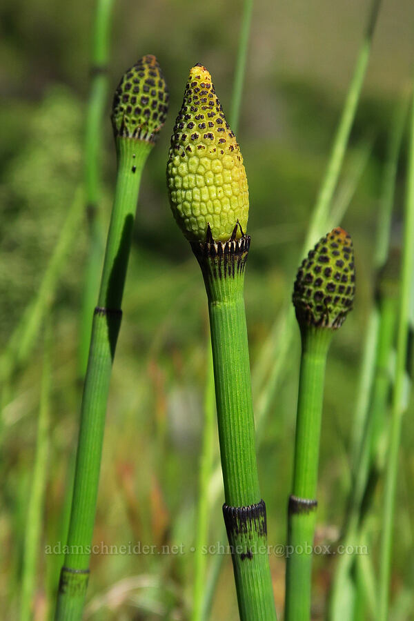 smooth horsetails (Equisetum laevigatum) [Scout Camp Trail, Deschutes Canyon-Steelhead Falls WSA, Jefferson County, Oregon]