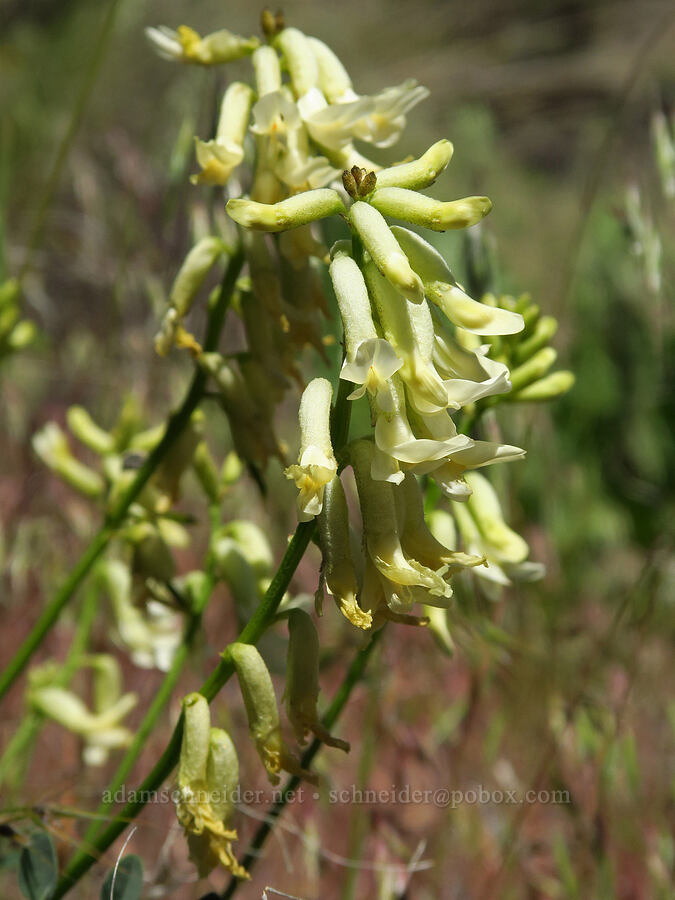 curve-pod milk-vetch (Astragalus curvicarpus) [Scout Camp Trail, Deschutes Canyon-Steelhead Falls WSA, Jefferson County, Oregon]