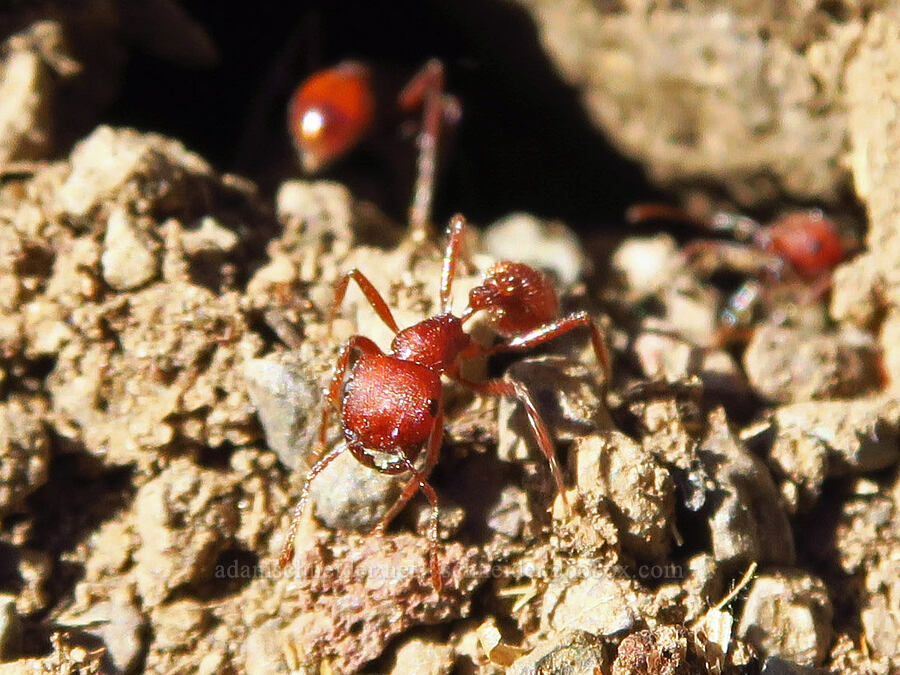 harvester ants (Pogonomyrmex sp.) [Scout Camp Trail, Deschutes Canyon-Steelhead Falls WSA, Jefferson County, Oregon]