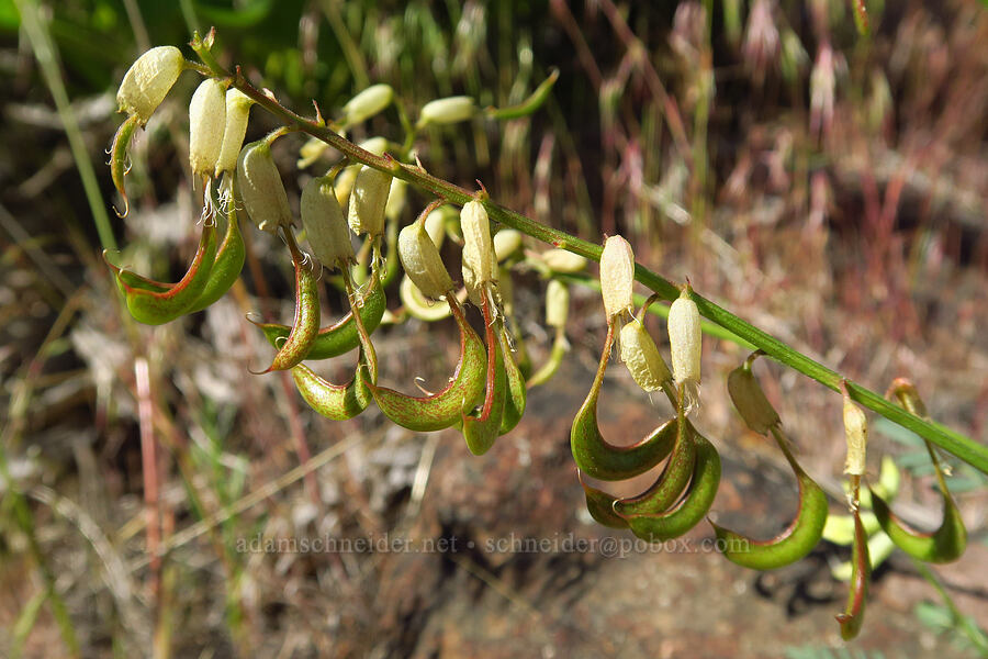 curve-pod milk-vetch pods (Astragalus curvicarpus) [Scout Camp Trail, Deschutes Canyon-Steelhead Falls WSA, Jefferson County, Oregon]