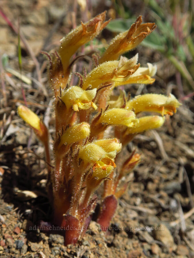 Franciscan (clustered) broomrape (Aphyllon franciscanum (Orobanche fasciculata var. franciscana)) [Scout Camp Trail, Deschutes Canyon-Steelhead Falls WSA, Jefferson County, Oregon]