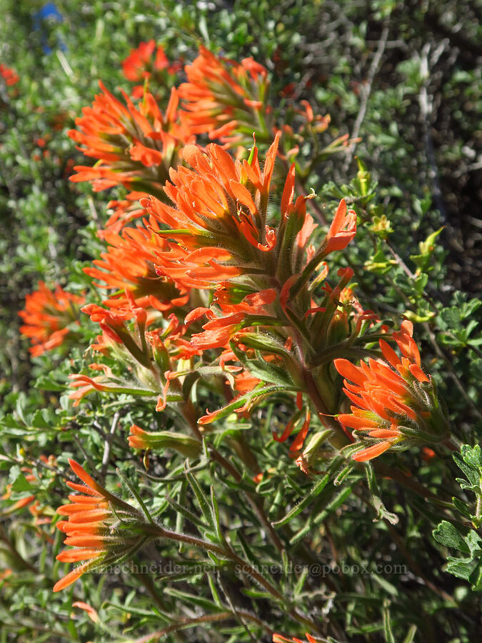 desert paintbrush (Castilleja chromosa) [Scout Camp Trail, Deschutes Canyon-Steelhead Falls WSA, Jefferson County, Oregon]